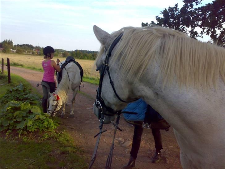 Anden særlig race Vilstrands Luffe - etfer markfræser billede 15