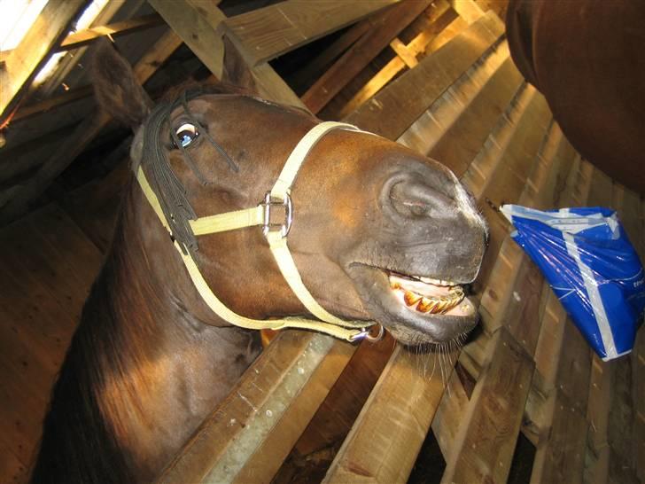 Traver Ideal Højbo (Sammy) - Psykosehesten Sammy i vores gamle stald i Bagsværd billede 7