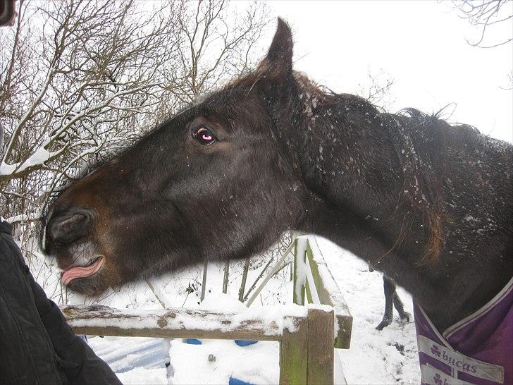 Traver Ideal Højbo (Sammy) - Tjotjalt sejt billed :D billede 8