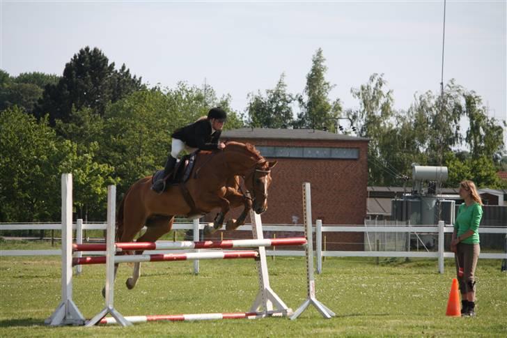 Dansk Varmblod Rostro Quintus - Rosse, LB billede 8