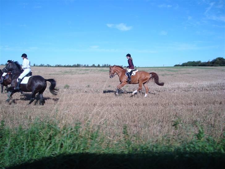 Dansk Varmblod Rostro Quintus - rid rid min dejlige Rosse billede 9