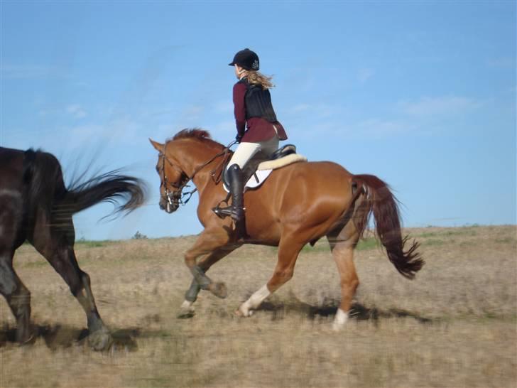 Dansk Varmblod Rostro Quintus - gallop på jagt billede 10