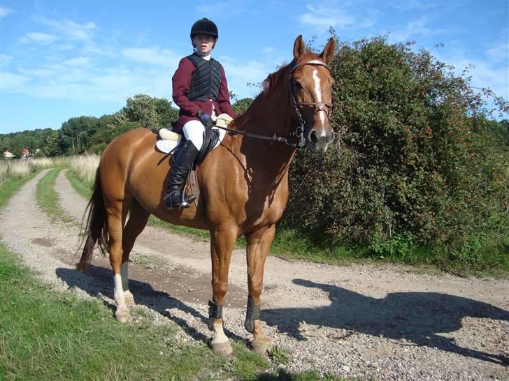 Dansk Varmblod Rostro Quintus - jeg ved jeg er smuk, og foto gen billede 11