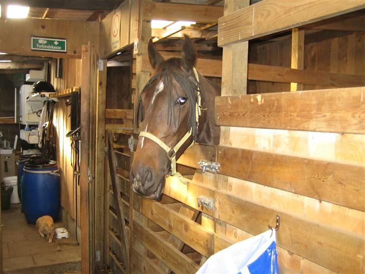 Traver Ideal Højbo (Sammy) - Søde Sam kunne godt tænke sig en portion mere, tak billede 9