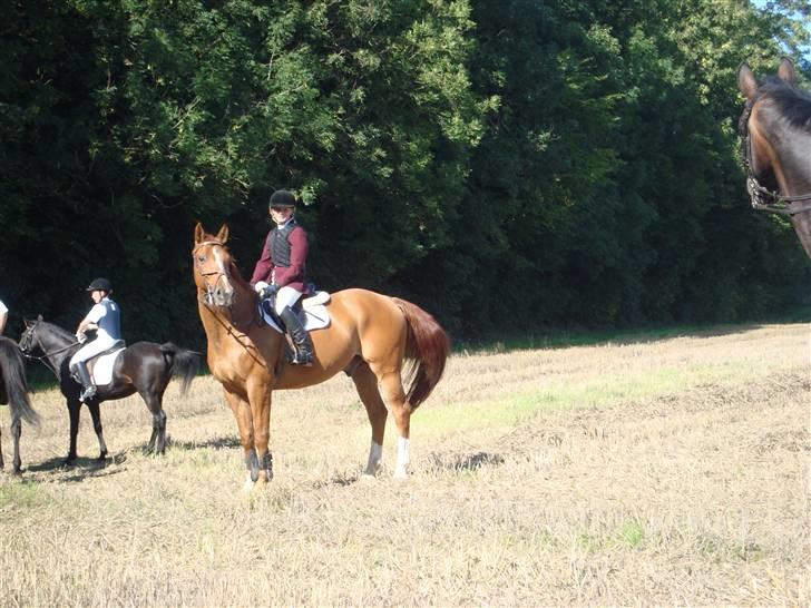 Dansk Varmblod Rostro Quintus - på jagt billede 12