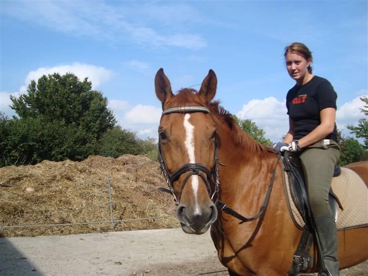 Dansk Varmblod Rostro Quintus - min søster (hender ejer ham) efter en hår dags dressur billede 13