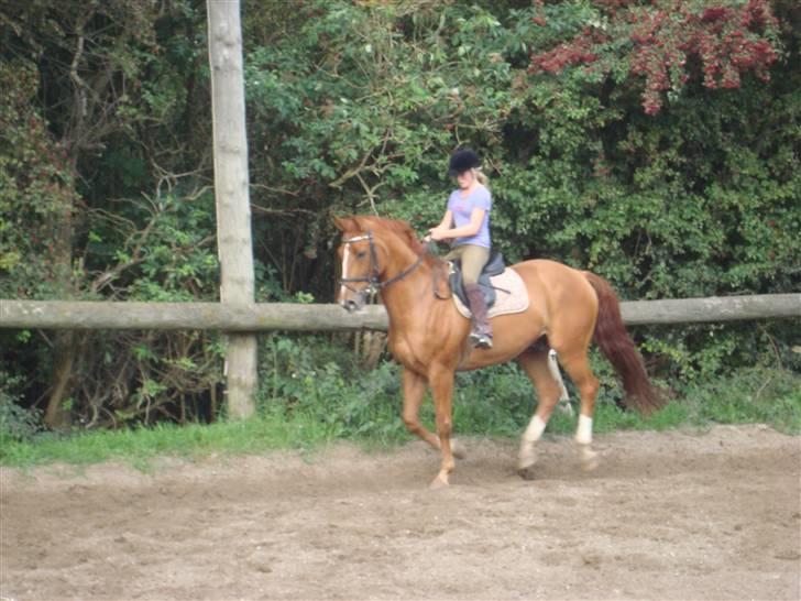 Dansk Varmblod Rostro Quintus - dressur på rossen. jeg rider ham. d. 6-9-08 billede 14