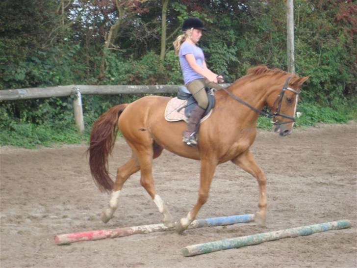 Dansk Varmblod Rostro Quintus - dressur d. 6-9-08 billede 15