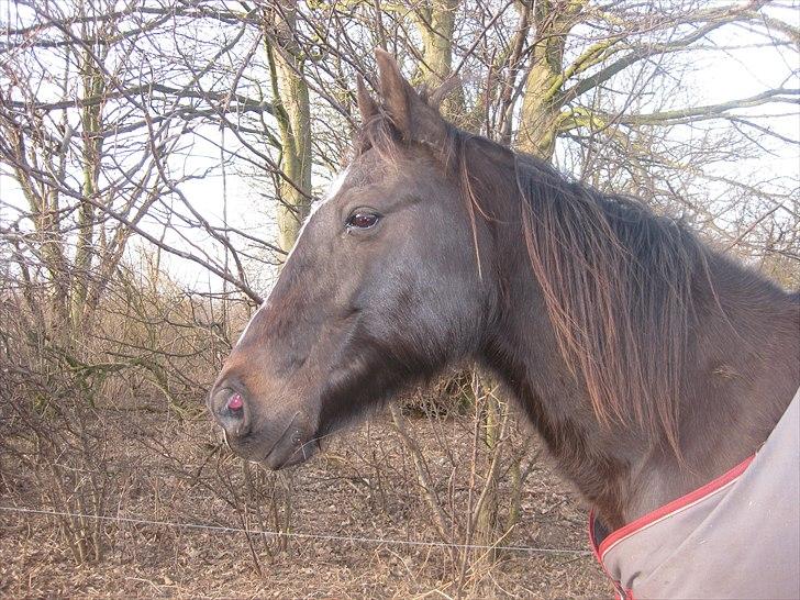 Traver Ideal Højbo (Sammy) billede 10