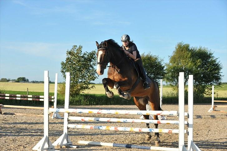 Dansk Varmblod Corazon - Foto: Dean Jacobs - www.travel4life.org billede 14