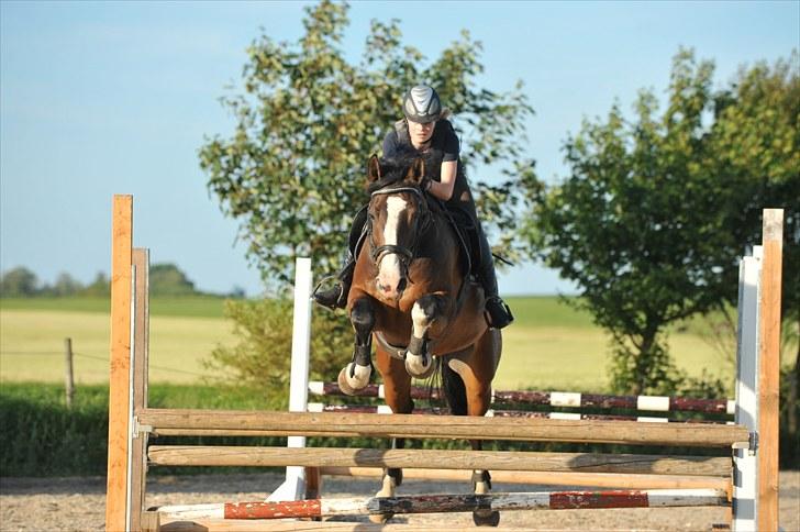 Dansk Varmblod Corazon - Foto: Dean Jacobs - www.travel4life.org billede 15