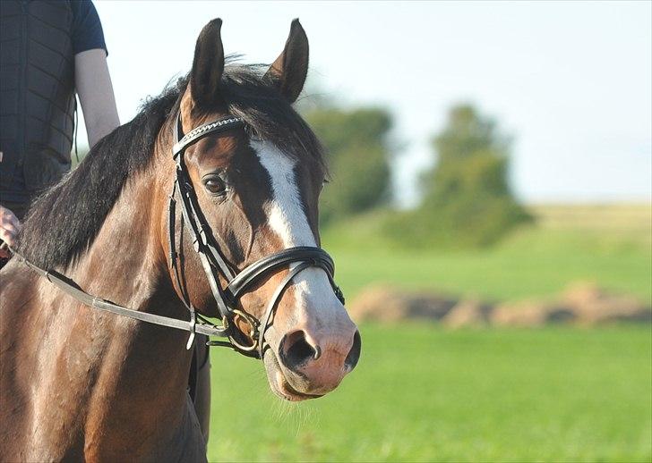 Dansk Varmblod Corazon - Savner sq den dejlige hyp! :´S <3 billede 16