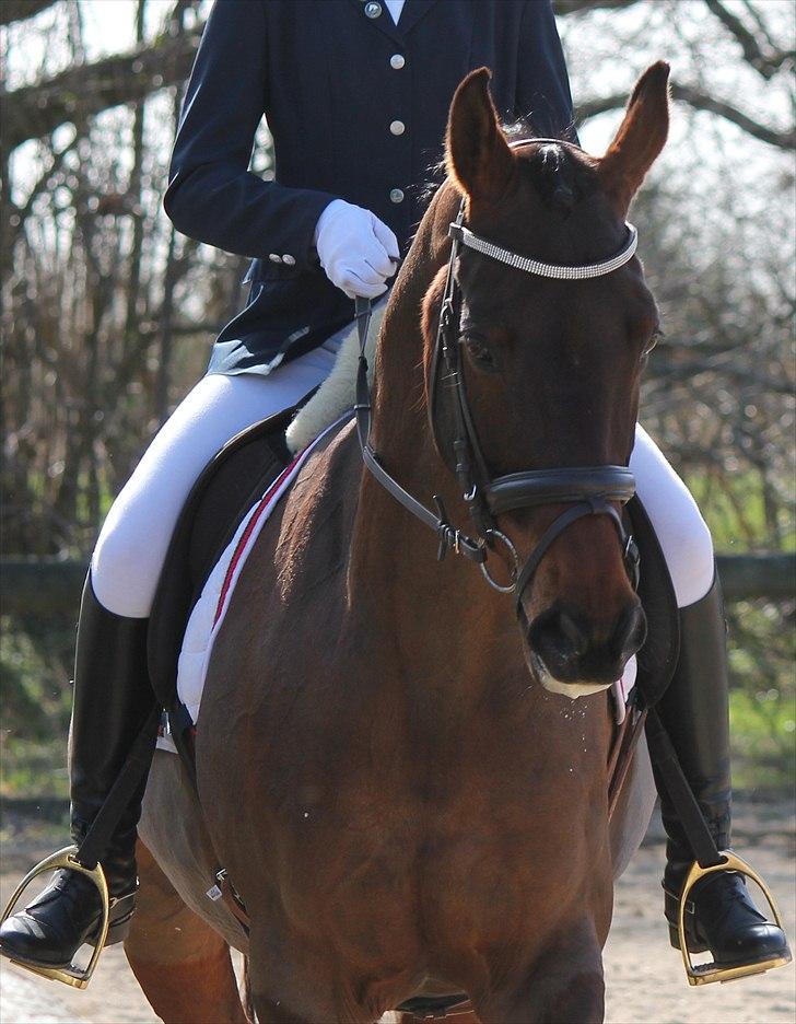 Dansk Varmblod Faster - Stævne i Malling Foto:Linda billede 2
