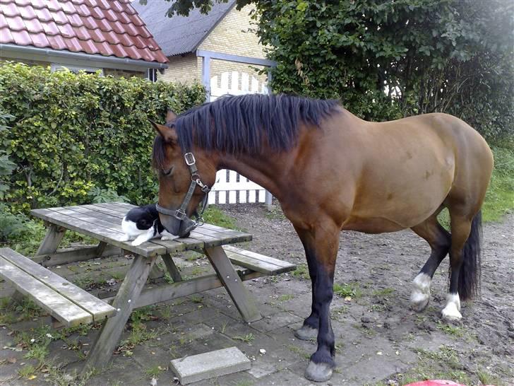 Welsh Cob (sec D) lindberg(den)nellie (os)  billede 16