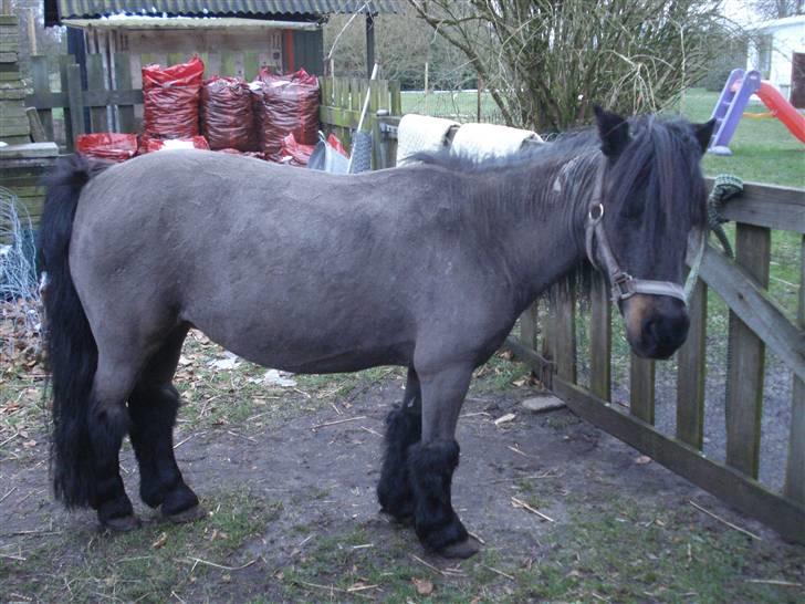 Shetlænder Putte - Det er miin "puddel-putte" ;D billede 10