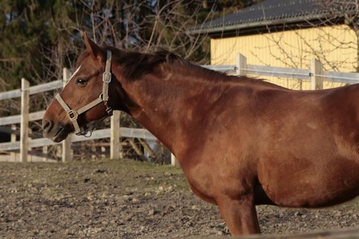 Anden særlig race May Carnation - May nyder forårssolen i marts 2010 :) billede 12