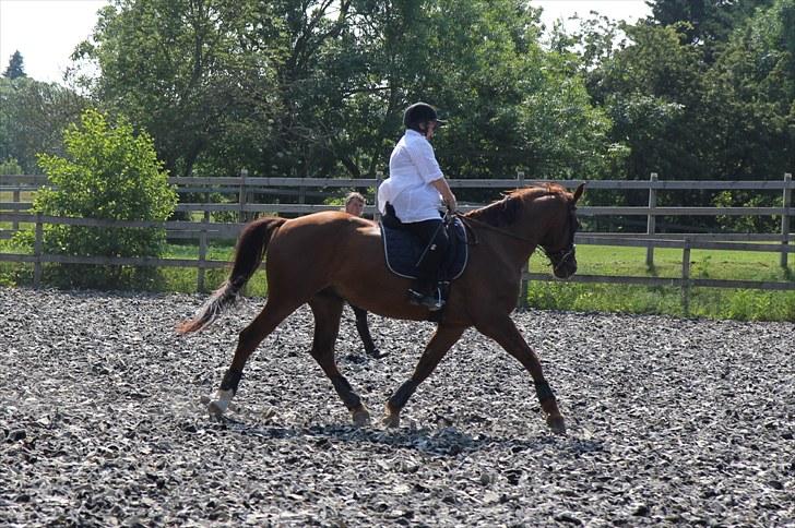 Anden særlig race May Carnation - May i fuld aktion! Juli 2010 billede 6