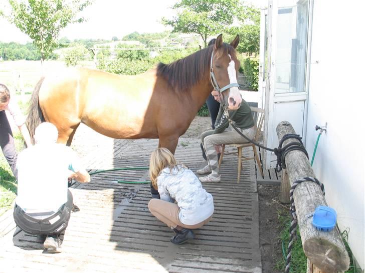 Anden særlig race Diana - Tager Gamasher på hende så hun ikke blir´ skadet i trailer:D billede 3