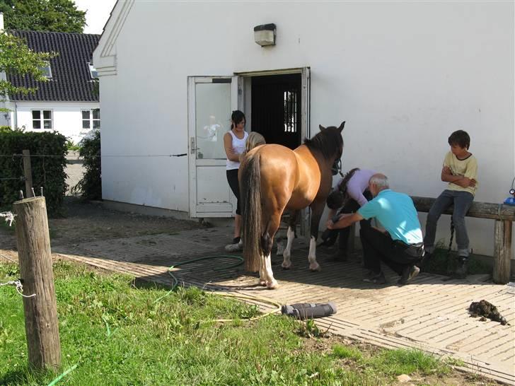 Anden særlig race Diana - igen billede 4