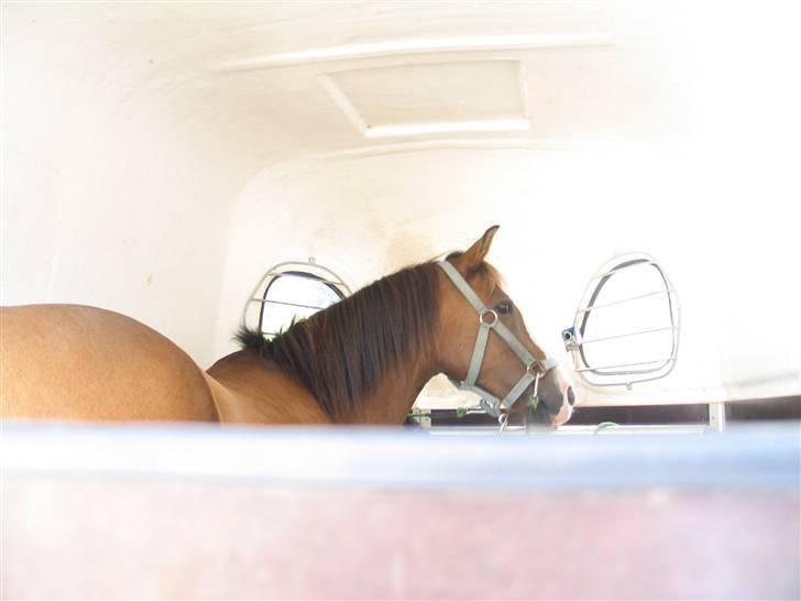 Anden særlig race Diana - i trailer ´Køre vi ikke snart´ Håhå (læg mærke til webcamet foran hendes hoved:P) billede 5