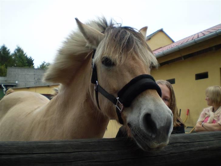 Fjordhest julie *NYT BILLED kig!! - jullle med den nye grime billede 2