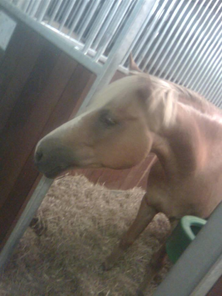 Anden særlig race Sebastian (Foxy) SOLGT - Foxy - Foto: Mille Priess billede 11