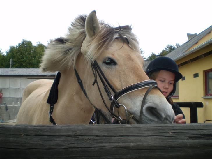 Fjordhest julie *NYT BILLED kig!! - julle efter hun var ude at ride billede 3