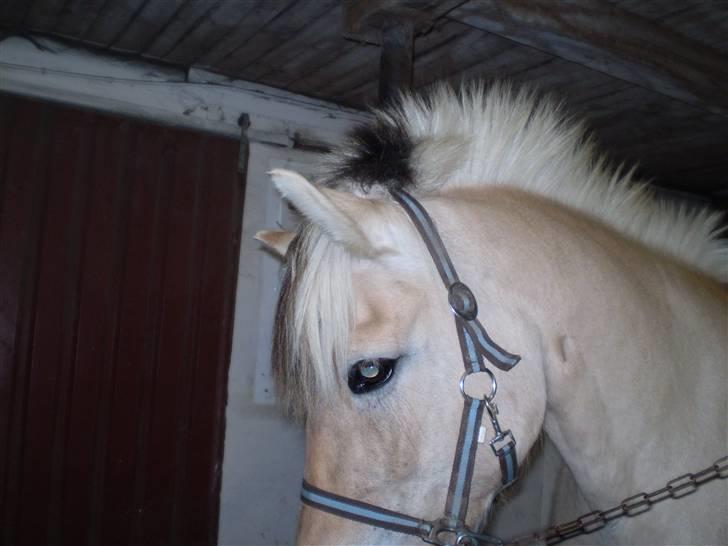 Fjordhest julie *NYT BILLED kig!! - første dag =) er hun ikke pæn billede 4