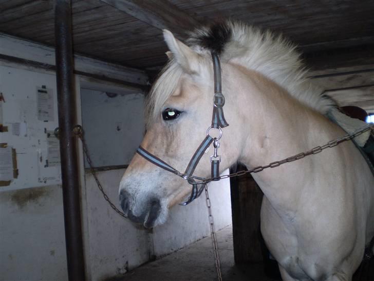 Fjordhest julie *NYT BILLED kig!! - søde julie<3<3 billede 5