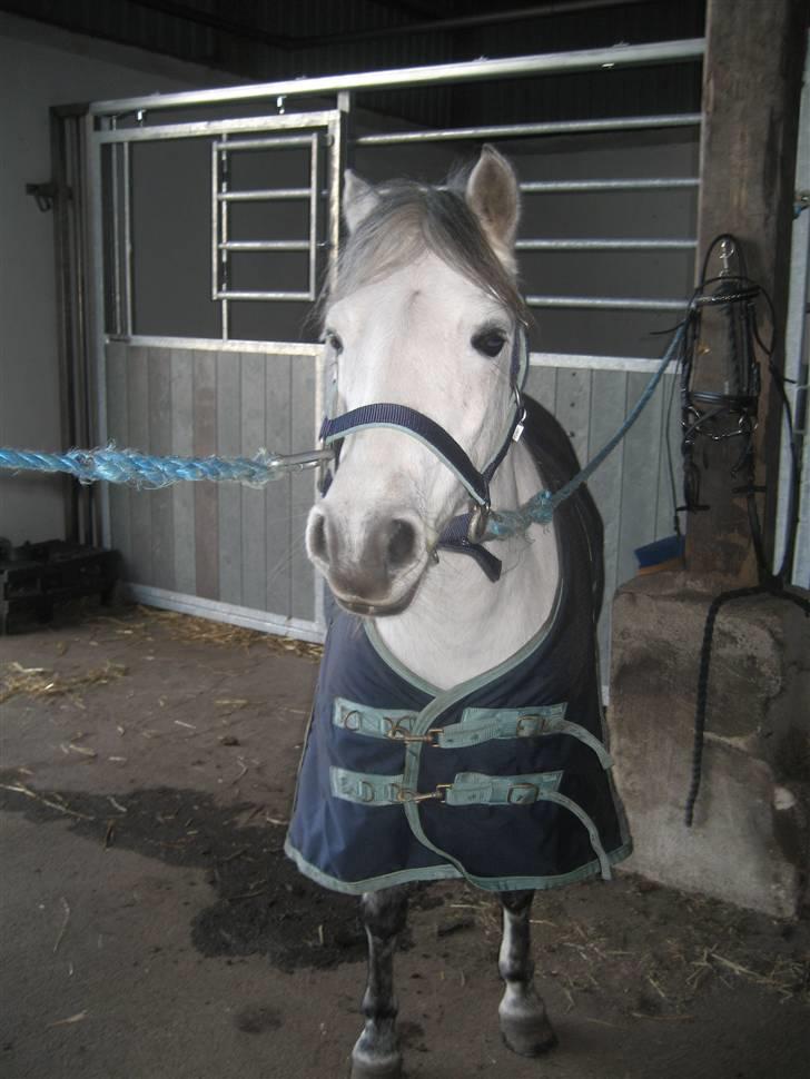 Anden særlig race Coco billede 1