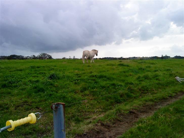 Fjordhest Tyson R.I.P - sov sødt. - Tyson der trasker ned på folden.. billede 8