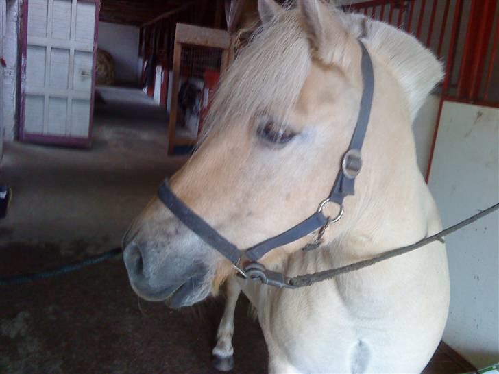 Fjordhest Tyson R.I.P - sov sødt. - Jeg elsker dit rare store grødhoved, skat. :) billede 9