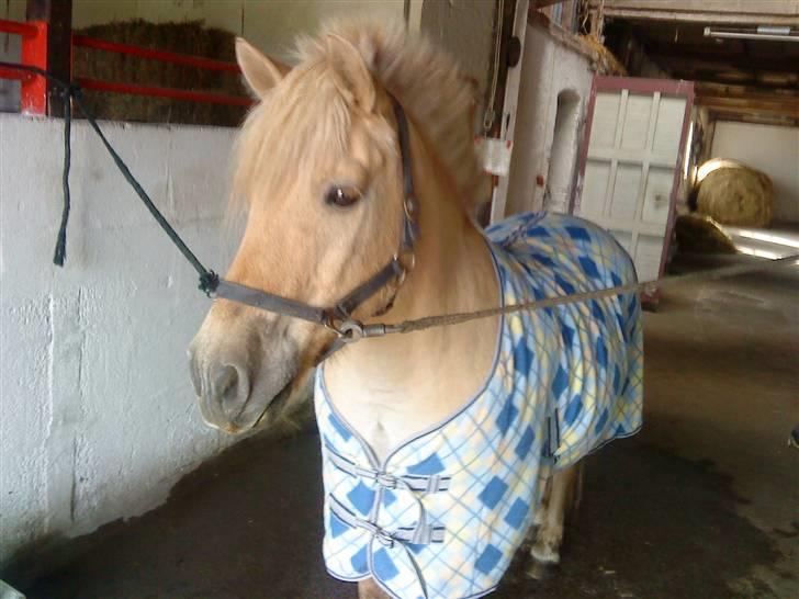 Fjordhest Tyson R.I.P - sov sødt. - Hihi, han kan godt være lidt nuser at se på ;) billede 10