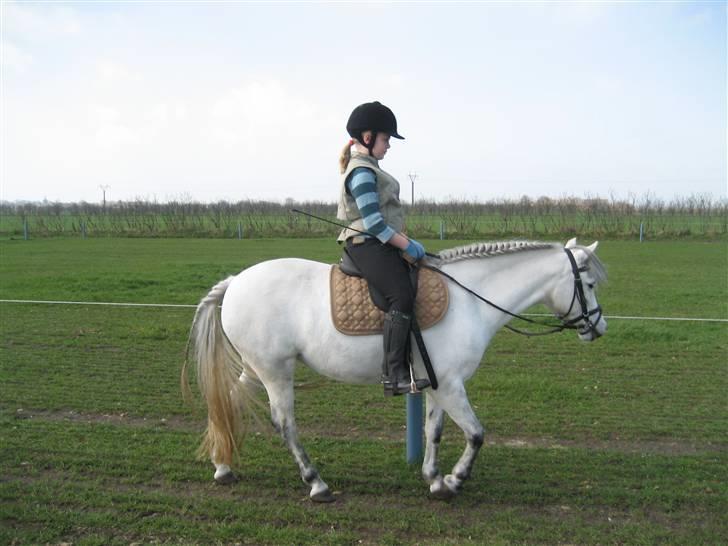 Anden særlig race Coco billede 4