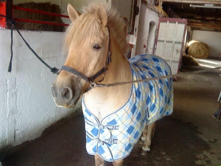 Fjordhest Tyson R.I.P - sov sødt. - Så fin! :o) billede 11