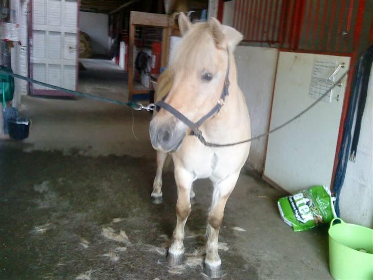 Fjordhest Tyson R.I.P - sov sødt. billede 12