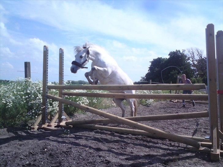 Anden særlig race Coco billede 5