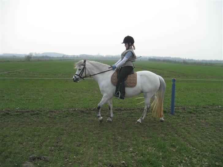 Anden særlig race Coco billede 8