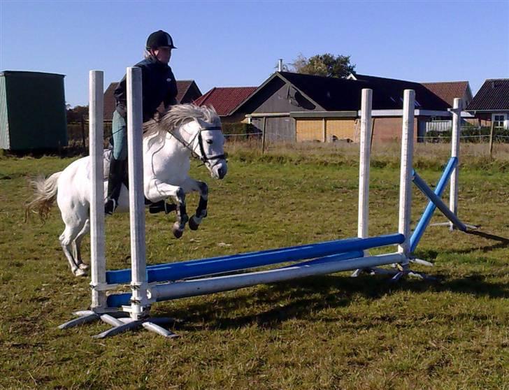 Anden særlig race Coco billede 9
