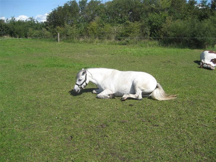 Anden særlig race Coco billede 11