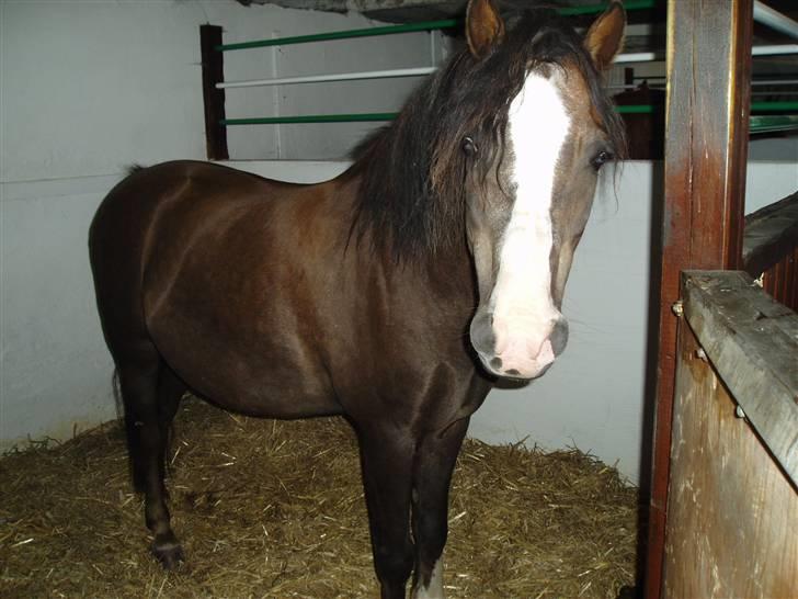 Anden særlig race Gilbert<3<3<3 hans erik's - hey, hvad står du egentlig der og glor på hvaaa?! billede 17