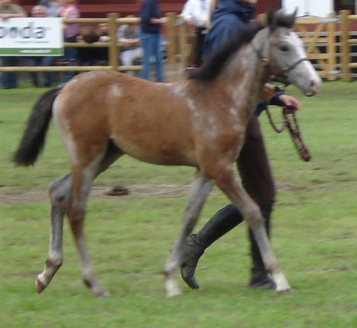 Anden særlig race Florboe´s Casia -solgt - august 2008 billede 9