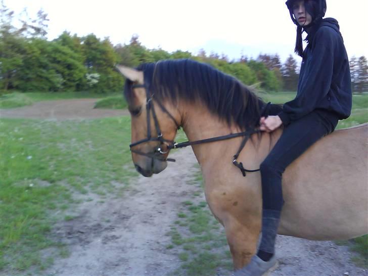 Anden særlig race Ingolf SOLGT - lille ridetur xp billede 16