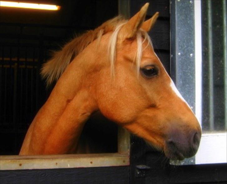 Palomino Tarzan - SOLGT :-( - VELKOMMEN :D !!  billede 1