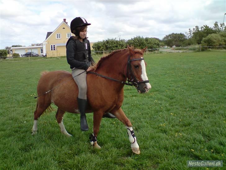 Anden særlig race Fannik'ilu'savner dig<3*; - Den sødeste pony på jorden<3 billede 15