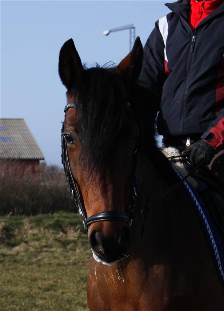 New Forest Elmholts Chanell  - chanells kønne kønne hoved - foto: emma <3 billede 4