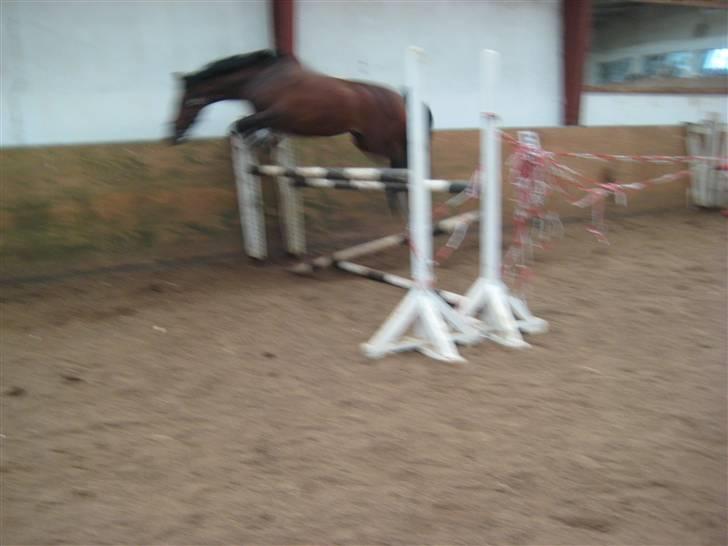 New Forest Elmholts Chanell  - løsspringning 115 cm. - foto: mig selv xD billede 6