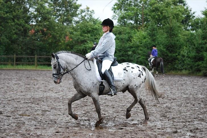 Appaloosa He is My Happiness(Happy) - Hammerum Ponyuge - 2010  billede 13