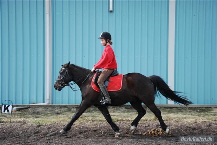 New Forest Hamborgs Amistar - © Wauw.. hurtig trav med løse tøjler =D Foto: Anita. billede 10