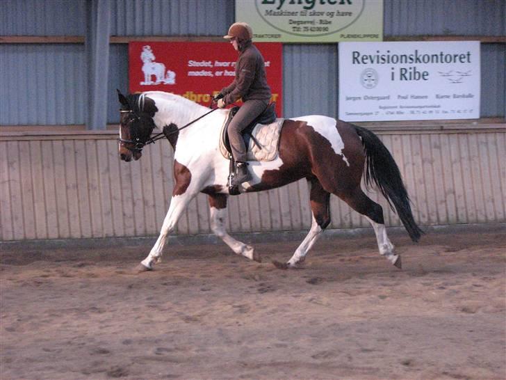 Pinto Bigano Vesterlund billede 6